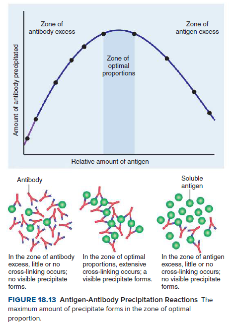 Zone of
Zone of
antibody excess
antigen excess
Zone of
optimal
proportions
Relative amount of antigen
Antibody
Soluble
antigen
of
In the zone of antibody In the zone of optimal
excess, little or no
cross-linking occurs;
no visible precipitate
proportions, extensive
cross-linking occurs; a
visible precipitate forms. no visible precipitate
In the zone of antigen
excess, little or no
cross-linking occurs;
forms.
forms.
FIGURE 18.13 Antigen-Antibody Precipltation Reactions The
maximum amount of precipitate forms in the zone of optimal
proportion.
Amount of antibody precipitated
