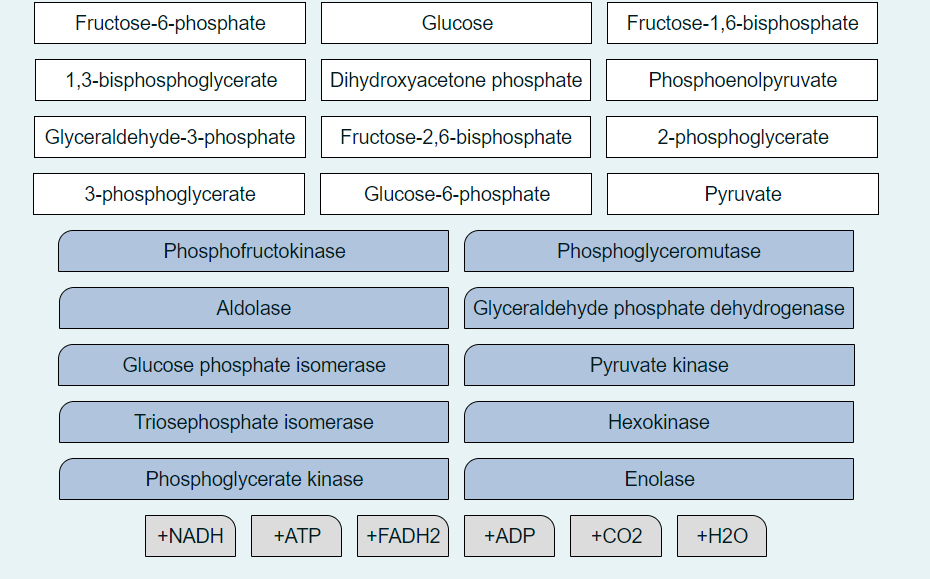 Fructose-6-phosphate
Glucose
Fructose-1,6-bisphosphate
1,3-bisphosphoglycerate
Dihydroxyacetone phosphate
Phosphoenolpyruvate
Glyceraldehyde-3-phosphate
Fructose-2,6-bisphosphate
2-phosphoglycerate
3-phosphoglycerate
Glucose-6-phosphate
Pyruvate
Phosphofructokinase
Phosphoglyceromutase
Aldolase
Glyceraldehyde phosphate dehydrogenase
Glucose phosphate isomerase
Pyruvate kinase
Triosephosphate isomerase
Hexokinase
Phosphoglycerate kinase
Enolase
+NADH
+ATP
+FADH2
+ADP
+CO2
+H2O
