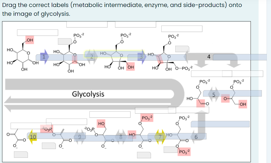 Drag the correct labels (metabolic intermediate, enzyme, and side-products) onto
the image of glycolysis.
PO3
2
PO3
LOH
HO,
Но,
HO
HO
4
HO
"OH
HO
"ОН
ÕH
ӧн ОН
он О-РО;2
PO,2
PO,2
Glycolysis
5.
но
PO3
PO32
но
203R
-203R
HO
но
10
6.
PO 2
