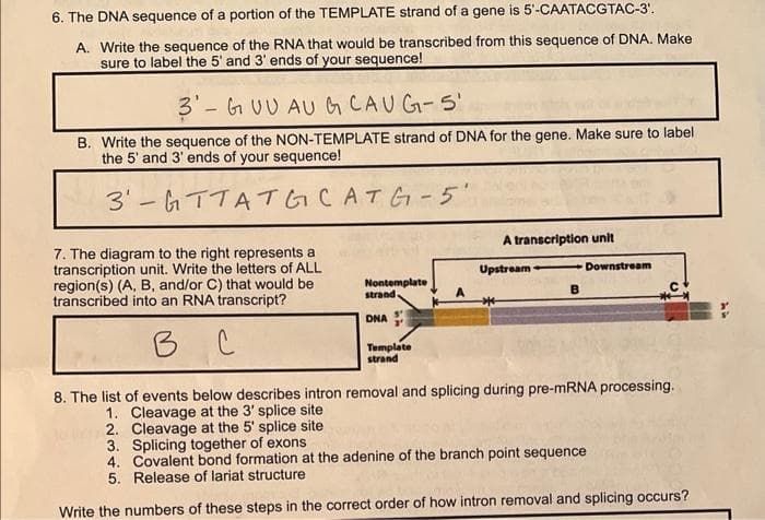 6. The DNA sequence of a portion of the TEMPLATE strand of a gene is 5'-CAATACGTAC-3'.
A. Write the sequence of the RNA that would be transcribed from this sequence of DNA. Make
sure to label the 5' and 3' ends of your sequence!
3- GUU AU & CAUG-S'
B. Write the sequence of the NON-TEMPLATE strand of DNA for the gene. Make sure to label
the 5' and 3' ends of your sequence!
3'-ыттаты саты-5
7. The diagram to the right represents
transcription unit. Write the letters of ALL
region(s) (A, B, and/or C) that would be
transcribed into an RNA transcript?
B в с
Nontemplate
strand.
DNA
Template
strand
A transcription unit
Upstream Downstream
B
8. The list of events below describes intron removal and splicing during pre-mRNA processing.
1. Cleavage at the 3' splice site
2. Cleavage at the 5' splice site
3. Splicing together of exons
4. Covalent bond formation at the adenine of the branch point sequence
5. Release of lariat structure
Write the numbers of these steps in the correct order of how intron removal and splicing occurs?