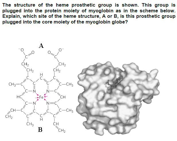 The structure of the heme prosthetic group is shown. This group is
plugged into the protein moiety of myoglobin as in the scheme below.
Explain, which site of the heme structure, A or B, is this prosthetic group
plugged into the core moiety of the myoglobin globe?
CH3-
CH-
CH₂
CH₂
HC
CH₂
CH3
B
CH₂
CH₂
N=C
C-CH3
CH
CH
C-CH3
CH₂