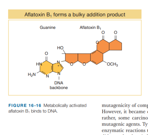 Aflatoxin B, forms a bulky addition product
Guanine
Aflatoxin B,
HO
HN
OCH3
H2N
DNA
backbone
mutagenicity of comp
However, it became
rather, some carcino
mutagenic agents. Ty-
enzymatic reactions
FIGURE 16-16 Metabolically activated
aflatoxin B, binds to DNA.
