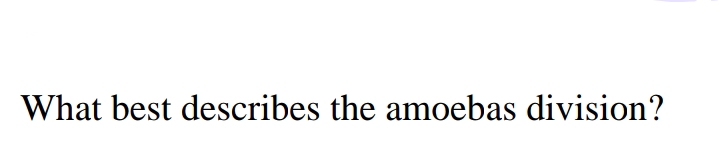 What best describes the amoebas division?
