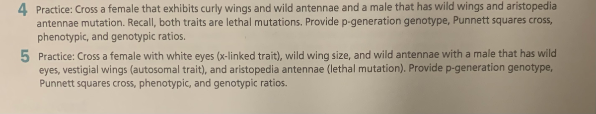 4 Practice: Cross a female that exhibits curly wings and wild antennae and a male that has wild wings and aristopedia
antennae mutation. Recall, both traits are lethal mutations. Provide p-generation genotype, Punnett squares cross,
phenotypic, and genotypic ratios.
5 Practice: Cross a female with white eyes (x-linked trait), wild wing size, and wild antennae with a male that has wild
eyes, vestigial wings (autosomal trait), and aristopedia antennae (lethal mutation). Provide p-generation genotype,
Punnett squares cross, phenotypic, and genotypic ratios.
