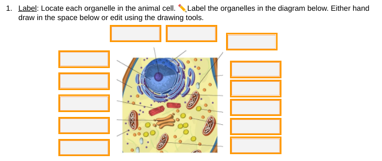 1. Label: Locate each organelle in the animal cell. Label the organelles in the diagram below. Either hand
draw in the space below or edit using the drawing tools.

