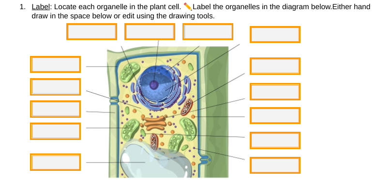 1. Label: Locate each organelle in the plant cell. \Label the organelles in the diagram below.Either hand
draw in the space below or edit using the drawing tools.
