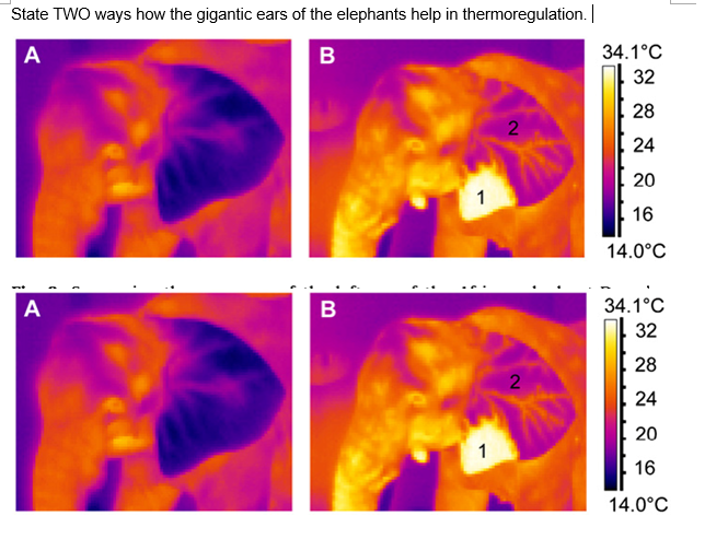 State TWO ways how the gigantic ears of the elephants help in thermoregulation.
A
34.1°C
32
28
2
24
20
1
16
14.0°C
A
34.1°C
32
28
24
20
1
16
14.0°C
B
