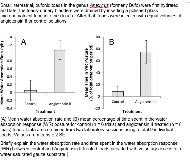 Small, terrestrial, bufonid toads in the genus Anaxvus (formerly Bufo) were first hydrated
and later the toads' urinary bladders were drained by inserting a polished glass
microhematocrit tube into the cloaca. After that, toads were injected with equal volumes of
angiotensin Il or control solutions.
1.4
100
A
В
1.2
80
1
0.8
60
0.6
40
0.4
0.2
20
-0.2
Control
Angiotensin II
Control
Angiotensin II
-0.4
-20
Treatment
Treatment
(A) Mean water absorption rate and (B) mean percentage of time spent in the water
absorption response (WR) posture for control (n = 6 trials) and angiotensin Il-treated (n = 8
trials) toads. Data are combined from two laboratory sessions using a total 9 individual
toads. Values are means +2 SE.
Briefly explain the water absorption rate and time spent in the water absorption response
(WR) between control and Angiotensin Il-treated toads provided with voluntary access to a
water-saturated gauze substrate.
Mean Water Absorption Rate (g/h)
Mean Time in WR Posture
(% of total observation period)
