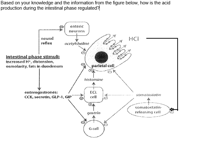 Based on your knowledge and the information from the figure below, how is the acid
production during the intestinal phase regulated?|
enteric
neurons
neural
refеx
HCI
acetylcholine
intestinal phase stimuli:
increased H*, distension,
osmolarity, fats in duocienum
parletal cell
histamine
enterogastrones:
CCK, secretin, Gİ.P-1, GIP
ECL
somatostatin
cell
somatostatin-
gastrin
releasing cell
Gcell
