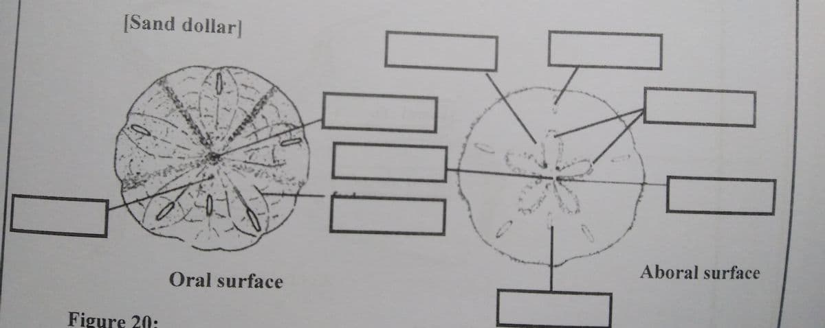 [Sand dollar]
Aboral surface
Oral surface
Figure 20:
