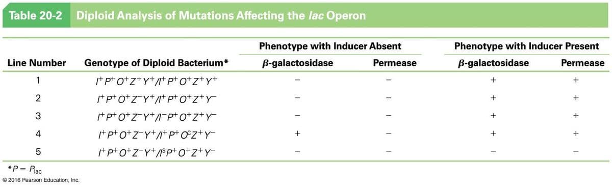 Table 20-2
Diploid Analysis of Mutations Affecting the lac Operon
Phenotype with Inducer Absent
Phenotype with Inducer Present
Line Number
Genotype of Diploid Bacterium*
B-galactosidase
Permease
B-galactosidase
Permease
1
* pt o+z+y+/* pt o+z+y+
+
+
*pt o+z-Y+/+ pt o+z+Y
+
+
3
t pt o+zY+Ipt o+z+Y
+
4
+pt o+z Y+/ pt Oz+Y
+
t pt o+z Y+/Spt o+z+Y
*P = Plac
© 2016 Pearson Education, Inc.
+ +I
I + I
