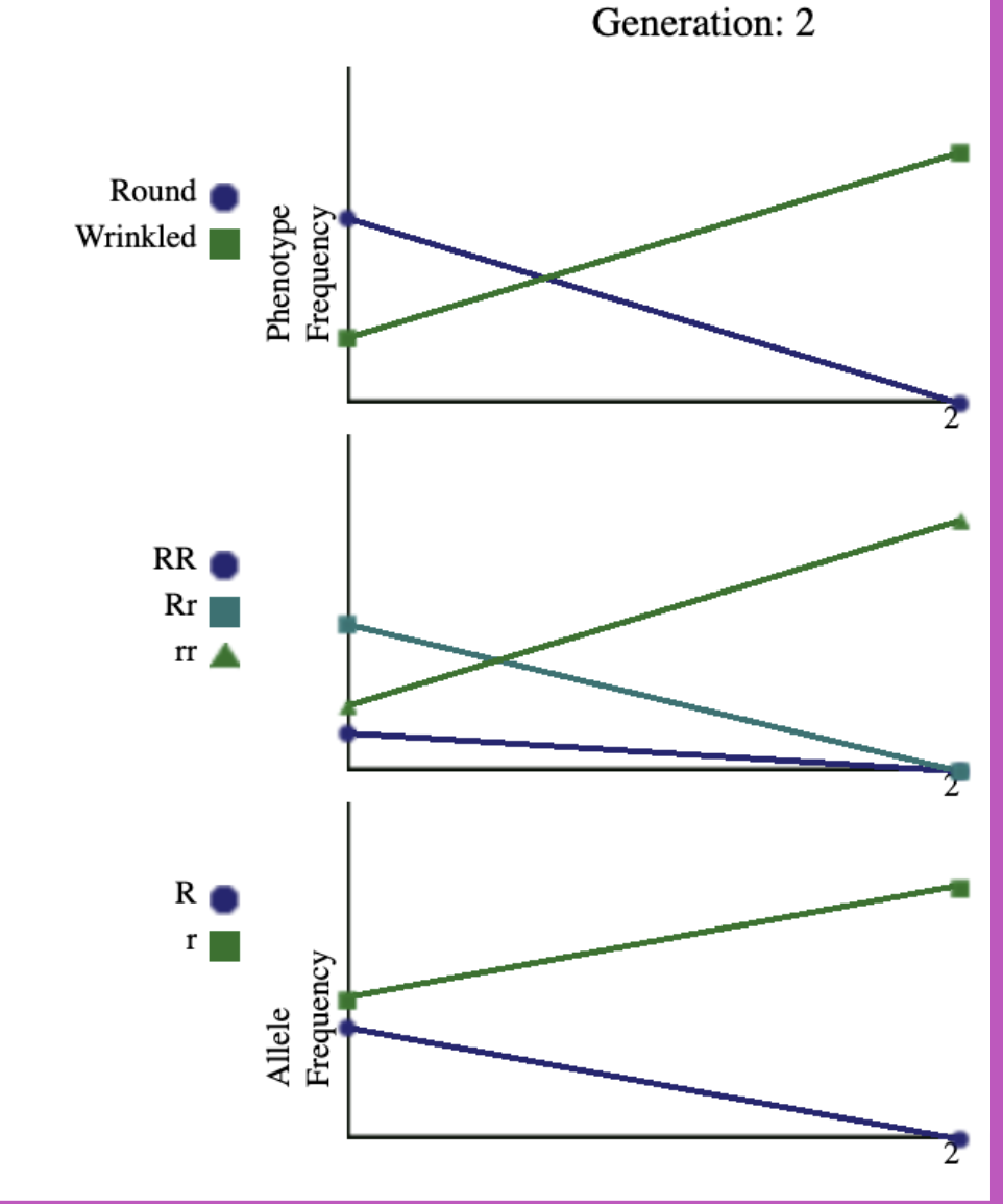 Generation: 2
Round
Wrinkled
R
Allele
Phenotype
Frequency
Frequency
