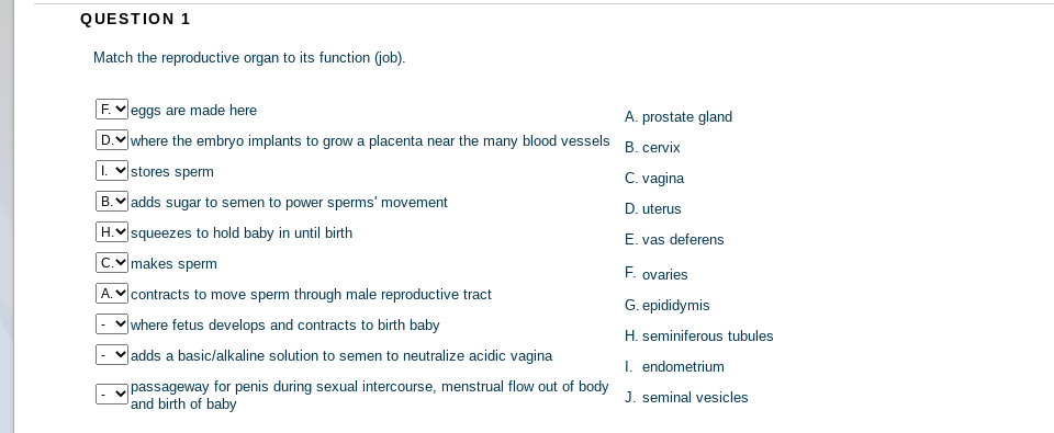 QUESTION 1
Match the reproductive organ to its function (job).
F.Veggs are made here
A. prostate gland
D. where the embryo implants to grow a placenta near the many blood vessels
B. cervix
1. v stores sperm
C. vagina
B. adds sugar to semen to power sperms' movement
D. uterus
H. squeezes to hold baby in until birth
E. vas deferens
C. makes sperm
F. ovaries
A.V contracts to move sperm through male reproductive tract
G. epididymis
where fetus develops and contracts to birth baby
H. seminiferous tubules
|adds a basic/alkaline solution to semen to neutralize acidic vagina
I. endometrium
passageway for penis during sexual intercourse, menstrual flow out of body
and birth of baby
J. seminal vesicles
