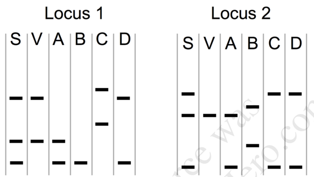 Locus 1
Locus 2
|S|V |A |B|C|D
SVABCD
