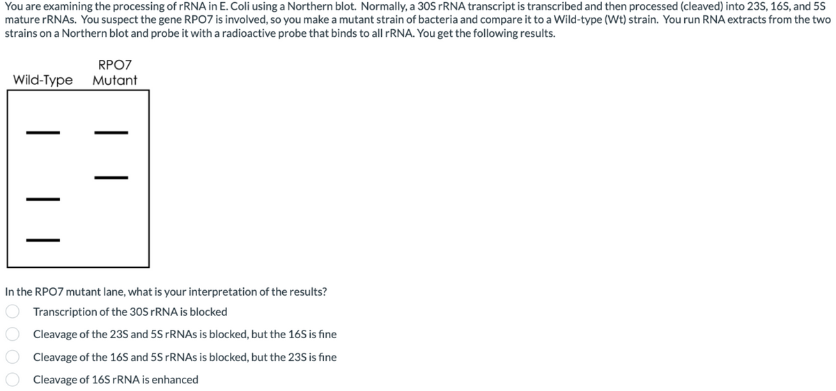 You are examining the processing of rRNA in E. Coli using a Northern blot. Normally, a 30S rRNA transcript is transcribed and then processed (cleaved) into 23S, 16S, and 5S
mature rRNAs. You suspect the gene RPO7 is involved, so you make a mutant strain of bacteria and compare it to a Wild-type (Wt) strain. You run RNA extracts from the two
strains on a Northern blot and probe it with a radioactive probe that binds to all rRNA. You get the following results.
RPO7
Wild-Type Mutant
| |
In the RPO7 mutant lane, what is your interpretation of the results?
Transcription of the 30S rRNA is blocked
Cleavage of the 23S and 5S rRNAs is blocked, but the 16S is fine
Cleavage of the 16S and 5S rRNAs is blocked, but the 23S is fine
Cleavage of 16S rRNA is enhanced