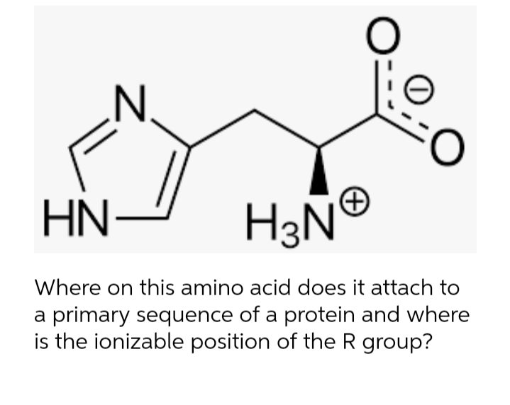 .N.
HN-
H3N'
Where on this amino acid does it attach to
a primary sequence of a protein and where
is the ionizable position of the R group?
