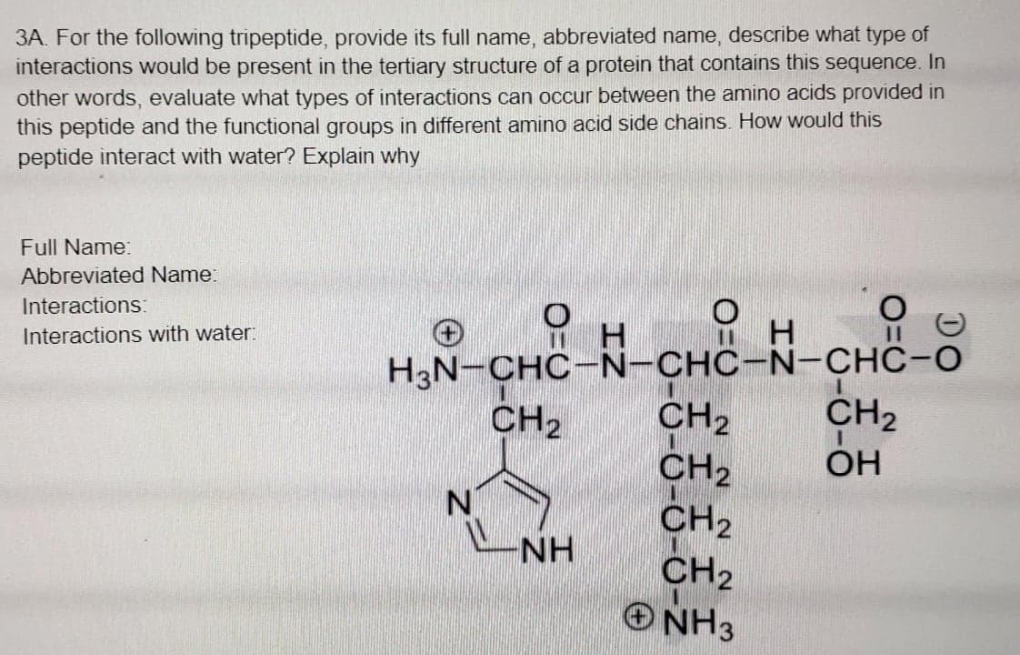 3A. For the following tripeptide, provide its full name, abbreviated name, describe what type of
interactions would be present in the tertiary structure of a protein that contains this sequence. In
other words, evaluate what types of interactions can occur between the amino acids provided in
this peptide and the functional groups in different amino acid side chains. How would this
peptide interact with water? Explain why
Full Name:
Abbreviated Name:
Interactions:
H.
H.
H3N-CHC-N-CHC-N-CHC-O
CH2
CH2
CH2
CH2
ONH3
Interactions with water:
CH2
CH2
OH
N.
NH
O=0
