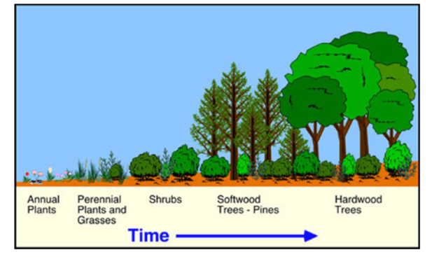 Annual
Plants
Perennial
Plants and
Grasses
Shrubs
Softwood
Trees - Pines
Hardwood
Trees
Time
