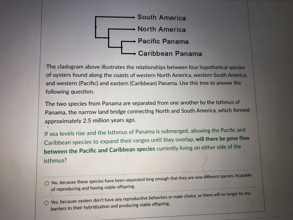 South America
North America
Pacific Panama
Caribbean Panama
The cladogram above illustrates the relationships between four hypothetical species
of oysters found along the coasts of western North America, western South America,
and western (Pacific) and eastern (Caribbean) Panama. Use this tree to answer the
following question.
The two species from Panama are separated from one another by the Isthmus of
Panama, the narrow land bridge connecting North and South America, which formed
approximately 2.5 million years ago.
If sea levels rise and the Isthmus of Panama is submerged, allowing the Pacific and
Caribbean species to expand their ranges until they overlap, will there be gene flow
between the Pacific and Caribbean species currently living on either side of the
isthmus?
O No, because these species have been separated long enough that they are now different species, incapable
of reproducing and having viable offspring.
O Yes, because oysters don't have any reproductive behaviors or mate choice, so there will no longer be any
barriers to their hybridization and producing viable offspring.
