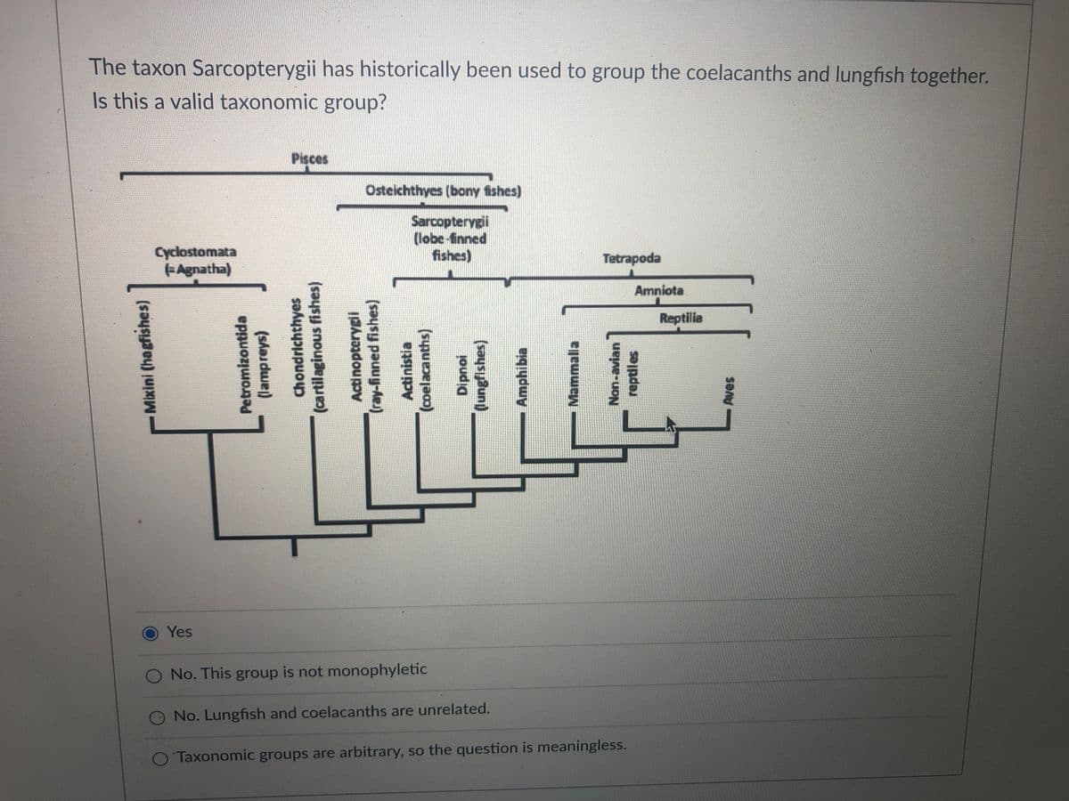 The taxon Sarcopterygii has historically been used to group the coelacanths and lungfish together.
Is this a valid taxonomic group?
Pisces
Osteichthyes (bony fishes)
Sarcopterygi
(lobe-finned
fishes)
Cyclostomata
EAgnatha)
Tetrapoda
Amniota
Reptilia
Yes
O No. This group is not monophyletic
No. Lungfish and coelacanths are unrelated.
O Taxonomic groups are arbitrary, so the question is meaningless.
Mixini (hagfishes)
Petromizontida
(lampreys)
Chondrichthyes
(cartilaginous fishes)
Actinopterygii
(ray-finned fishes)
Actinistia
(coelacanths)
Dipnoi
(lungfishes)
Amphibia
Mammalia
Non-avian
reptiles
Aves
