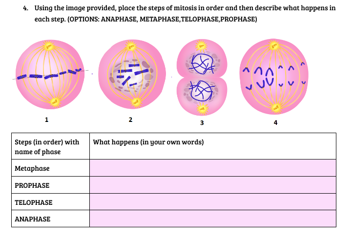 4. Using the image provided, place the steps of mitosis in order and then describe what happens in
each step. (OPTIONS: ANAPHASE, METAPHASE,TELOPHASE, PROPHASE)
PROPHASE
Steps (in order) with What happens (in your own words)
name of phase
Metaphase
TELOPHASE
2
ANAPHASE
3
00000
