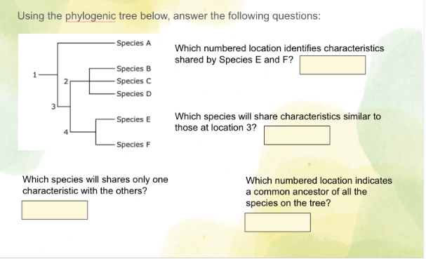 Using the phylogenic tree below, answer the following questions:
1
-Species A
-Species B
-Species C
-Species D
-Species E
-Species F
Which species will shares only one
characteristic with the others?
Which numbered location identifies characteristics
shared by Species E and F?
Which species will share characteristics similar to
those at location 3?
Which numbered location indicates
a common ancestor of all the
species on the tree?