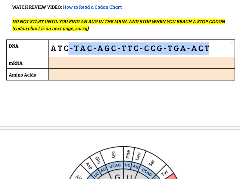 WATCH REVIEW VIDEO: How to Read a Codon Chart
DO NOT START UNTIL YOU FIND AN AUG IN THE MRNA AND STOP WHEN YOU REACH A STOP CODON
(codon chart is on next page, sorry)
DNA
mRNA
Amino Acids
ATC-TAC-AGC-TTC-CCG-TGA-ACT
Ala
Asp
Glu
UC
UCAG
UC AG
Ser
UCAG
Tyr