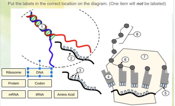 Put the labels in the correct location on the diagram. (One item will not be labeled)
Ribosome
Protein
mRNA
poooo
DOOLY
DNA
Codon
tRNA
Amino Acid
000
5