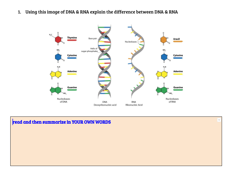 1. Using this image of DNA & RNA explain the difference between DNA & RNA
NH
Thymine
Cytosine
Adenine
Guanine
Nucleobases
of DNA
Base pair
Helix of
sugar phosphates
DNA
Deoxyribonucleic acid
read and then summarize in YOUR OWN WORDS
Nucleobases
RNA
Ribonucleic Acid
NH
Uracil
Cytosine
Adenine
Guanine
Nucleobases
of RNA