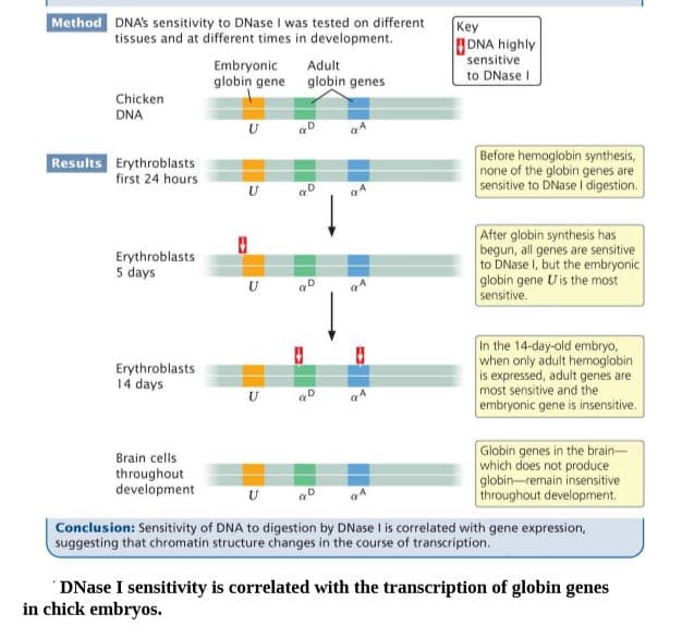 Method DNAS sensitivity to DNase I was tested on different
tissues and at different times in development.
Key
DNA highly
sensitive
to DNase I
Embryonic
globin gene globin genes
Adult
Chicken
DNA
U aD
Results Erythroblasts
first 24 hours
Before hemoglobin synthesis,
none of the globin genes are
sensitive to DNase I digestion.
a4
After globin synthesis has
begun, all genes are sensitive
to DNase I, but the embryonic
globin gene Uis the most
sensitive.
Erythroblasts
5 days
In the 14-day-old embryo,
when only adult hemoglobin
is expressed, adult genes are
most sensitive and the
embryonic gene is insensitive.
Erythroblasts
14 days
Globin genes in the brain-
which does not produce
globin-remain insensitive
throughout development.
Brain cells
throughout
development
Conclusion: Sensitivity of DNA to digestion by DNase I is correlated with gene expression,
suggesting that chromatin structure changes in the course of transcription.
DNase I sensitivity is correlated with the transcription of globin genes
in chick embryos.
