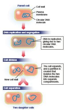 Parent cell
Cell wall
Plasma
membrane
Circular DNA
molecule
DNA replication and segregation
DNA Is replicated,
giving rise to two
črcuiar DNA
molecules.
Cell division
The cell expands,
and a partition is
Created that
Isolates the two
DNA molecules
Into separate
compartments.
New cell wall
Cell separation
Two daughter cells
