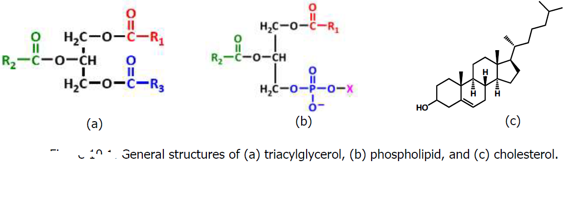 H,C-0-c-R,
H,C-0-C-R,
R,-C-o-CH
R2-C-0-CH
II
H,C-0-C-R3
H,C-0-P-o-x
-
HO
(a)
(b)
(c)
General structures of (a) triacylglycerol, (b) phospholipid, and (c) cholesterol.
