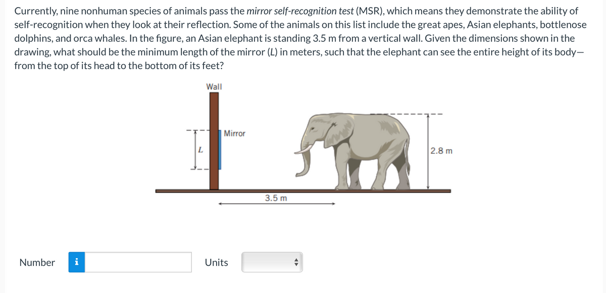 Currently, nine nonhuman species of animals pass the mirror self-recognition test (MSR), which means they demonstrate the ability of
self-recognition when they look at their reflection. Some of the animals on this list include the great apes, Asian elephants, bottlenose
dolphins, and orca whales. In the figure, an Asian elephant is standing 3.5 m from a vertical wall. Given the dimensions shown in the
drawing, what should be the minimum length of the mirror (L) in meters, such that the elephant can see the entire height of its body-
from the top of its head to the bottom of its feet?
Number i
Wall
Mirror
Units
3.5 m
2.8 m