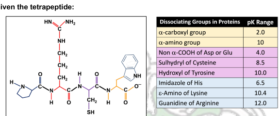 iven the tetrapeptide:
O=
HN
H
NH₂
C
NH
CH₂
CH₂
CH₂
0=
H
O
CH₂
SH
•N
H
U O
NH
6
Dissociating Groups in Proteins pk Range
a-carboxyl group
a-amino group
Non a-COOH of Asp or Glu
Soft
Sulhydryl of Cysteine
Hydroxyl of Tyrosine
Imidazole of His
&-Amino of Lysine
Guanidine of Arginine
2.0
10
4.0
8.5
10.0
6.5
10.4
12.0