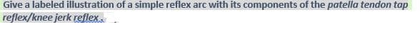 Give a labeled illustration of a simple reflex arc with its components of the patella tendon tap
reflex/knee jerk reflex.
