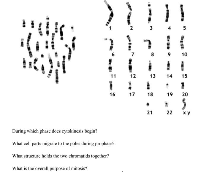 2
3
4 5
8
9
10
11
12
13
14
15
16
17
18
19
20
22
ху
During which phase does cytokinesis begin?
What cell parts migrate to the poles during prophase?
What structure holds the two chromatids together?
What is the overall purpose of mitosis?
21
