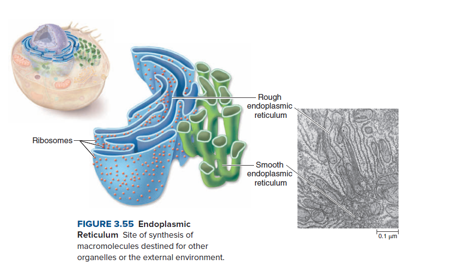 Rough
endoplasmic
reticulum
Ribosomes
- Smooth
endoplasmic
reticulum
FIGURE 3.55 Endoplasmic
Reticulum Site of synthesis of
0.1 µm
macromolecules destined for other
organelles or the external environment.
