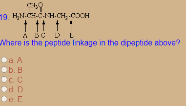 19. H,N-CH-Č-NH-CH, -COOH
À BC D Ė
Where is the peptide linkage in the dipeptide above?
Oa. A
Ob. B
Ос. С
C. C
d. D
Oe. E
