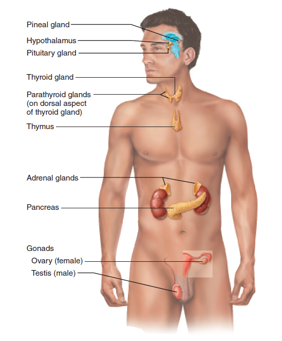 Pineal gland-
Hypothalamus -
Pituitary gland
Thyroid gland
Parathyroid glands
(on dorsal aspect
of thyroid gland)
Thymus
Adrenal glands
Pancreas
Gonads
Ovary (female)-
Testis (male) -
