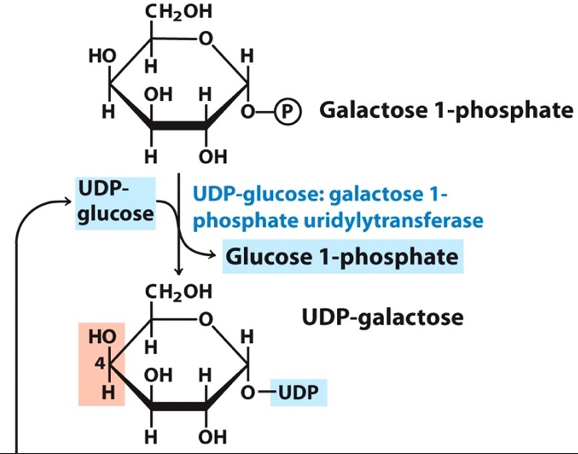 CH2OH
Но
H
OH H
o-O Galactose 1-phosphate
H
ÓH
UDP-
UDP-glucose: galactose 1-
phosphate uridylytransferase
glucose
Glucose 1-phosphate
CH2OH
UDP-galactose
Но
H
H
он н
H
ó-UDP
он
