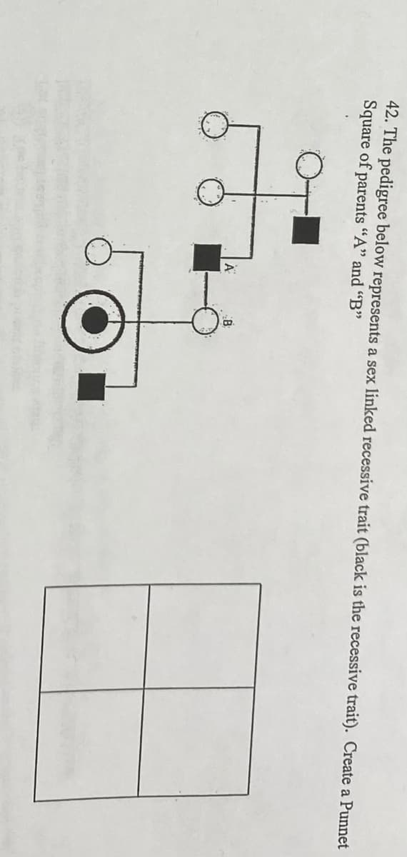 42. The pedigree below represents a sex linked recessive trait (black is the recessive trait). Create a Punnet
Square of parents "A" and "B'"
