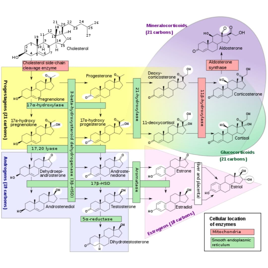 21
18 0
12
22
24
26
23
25
Mineralocorticoids
11
27
(21 carbons)
19
19
но
OH
16
14
10
H.
Cholesterol
Aldosterone
но
Cholesterol side-chain
cleavage enzyme
Aldosterone
synthase
OH
OH
Progesterone
Deoxy-
corticosterone
O.
HO
HO
Pregnenolone
17a-hydroxylase
Corticosterone
OH
он
17a-hydroxy
pregnenolone
17a-hydroxy
progesterone
11-deoxycortisol
но
Cortisol
17,20 lyase
Glucocorticoids
(21 carbons)
Dehydroepi-
androsterone
Androste-
nedione
Estrone
но
но
но
17B-HSD
OH
Estriol
HO
но
Androstenediol
Testosterone
Estradiol
но
5a-reductase
Cellular location
OH
of enzymes
Estrogens (18 carbons)
Mitochondria
Dihydrotestosterone
Smooth endoplasmic
reticulum
118-hydroxylase
(liver and placenta)
21-hydroxylase
Aromatase
3-beta-hydroxysteroid dehydrogenase (3p-HSD)
Progestagens (21 carbons)
Androgens (19 carbons)
