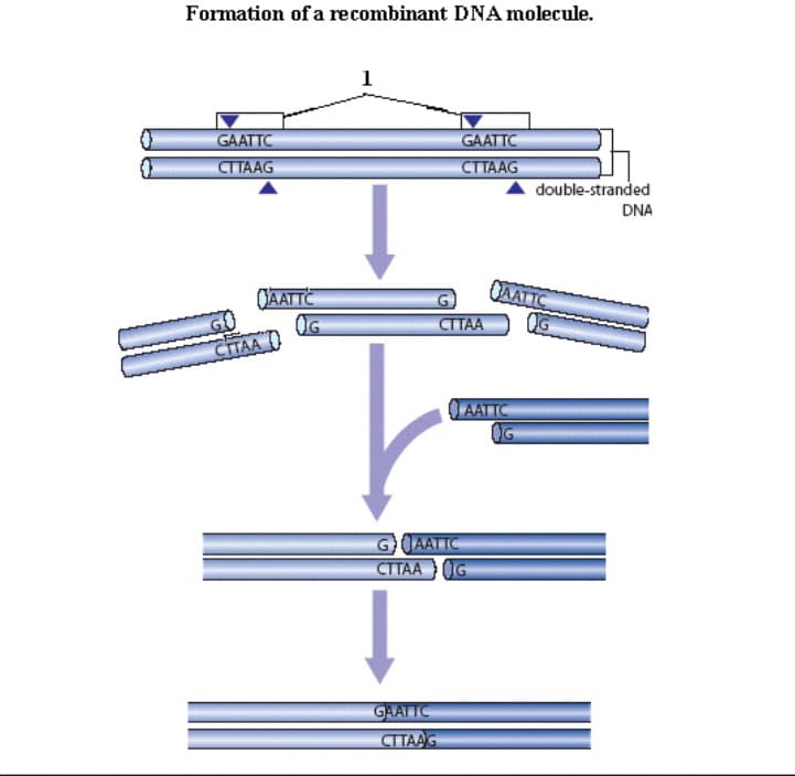 Formation of a recombinant DNA molecule.
1
GAATTC
GAATTC
СТТААG
CTTAAG
double-stranded
DNA
QAATTC
CAALIC
CITAA
OG
CITAA
AATTC
GAATTC
CTTAA IG
GAATTC
CTAAG

