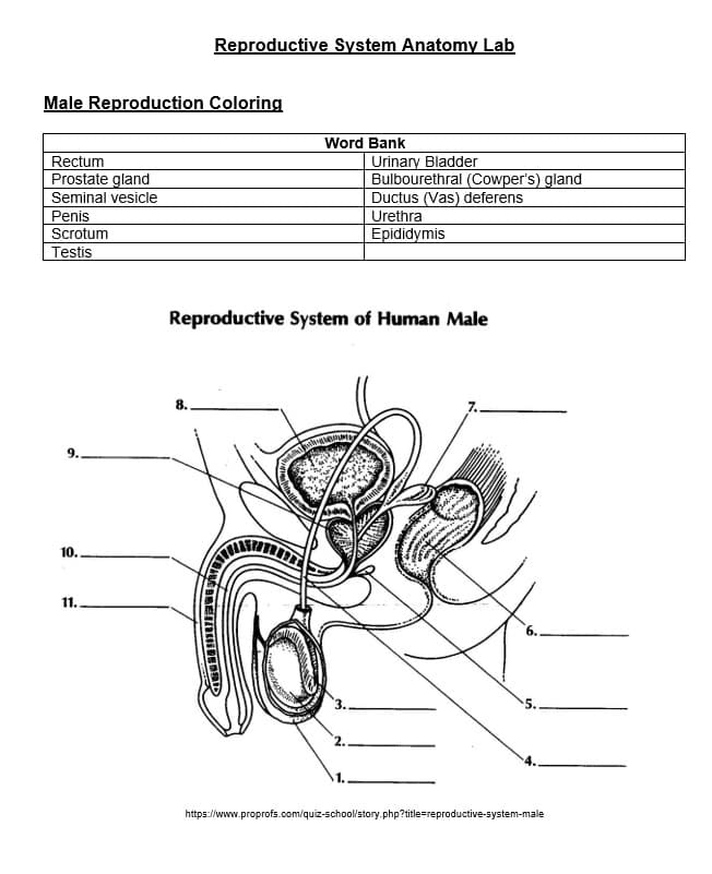 Male Reproduction Coloring
Rectum
Prostate gland
Seminal vesicle
Penis
Scrotum
Testis
9..
10.
11.
Reproductive System Anatomy Lab
8.
Word Bank
Reproductive System of Human Male
ANGREIDD
Urinary Bladder
Bulbourethral (Cowper's) gland
Ductus (Vas) deferens
Urethra
Epididymis
https://www.proprofs.com/quiz-school/story.php?title=reproductive-system-male