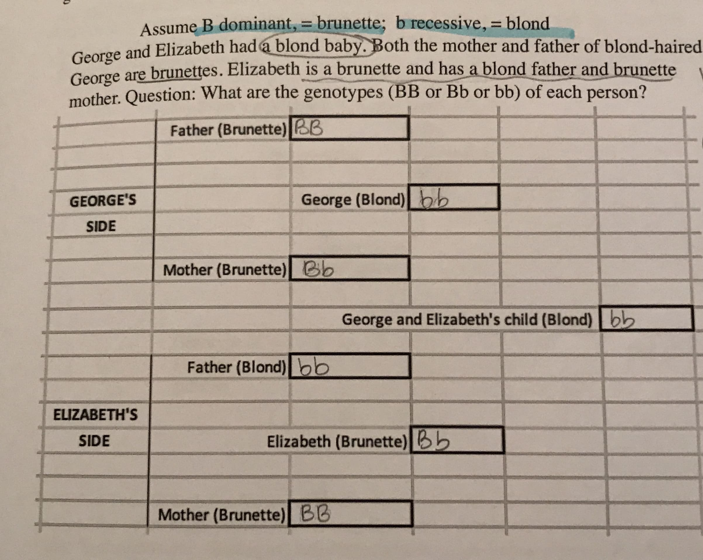 Assume B dominant, = brunette; b recessive, blond
George and Elizabeth had a blond baby. Both the mother and father of blond-haired
George are brunettes. Elizabeth is a brunette and has a blond father and brunette
mother. Question: What are the genotypes (BB or Bb or bb) of each
person?
Father (Brunette) BB
George (Blond)bb
GEORGE'S
SIDE
Mother (Brunette)Bb
George and Elizabeth's child (Blond)bb
Father (Blond)bb
ELIZABETH'S
Elizabeth (Brunette)b
SIDE
Ве
Mother (Brunette) BB
