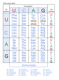 RNA odone
2nd postion
UcA
G
Cys
Cys
1
poston
poston
Ser
Ser
Šer
Ser
Pro
Pro
Pro
Pro
Phe
Phe
U
Tyr
stop stop
stop Trp
His
His
Gin
Gln
Leu
A
Leu
Leu
Leu
C
Arg
U
C Leu
Leu
Arg
Arg
A
G
Arg
le
ile
A
le
Met
Thr
Thr
Thr
Thr
Asn
Asn
Lys
Lys
Ser
Ser
Arg
A
Arg
Val
G Val
Val
Val
Ala
Ala
Ala
Ala
Asp
Asp
Glu
Glu
Gly
Glý
A
Glý
Amino Acids
aine
QGmicaod ine
SwSe
Te Theer
A Aa
A ge y ine
TTohane
e P ty ty e
CyCyine
ece
Pro Proine
