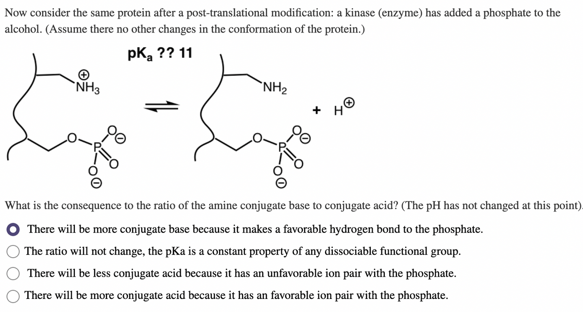 Now consider the same protein after a post-translational modification: a kinase (enzyme) has added a phosphate to the
alcohol. (Assume there no other changes in the conformation of the protein.)
pka ?? 11
`NH3
`NH2
+ H
What is the consequence to the ratio of the amine conjugate base to conjugate acid? (The pH has not changed at this point).
There will be more conjugate base because it makes a favorable hydrogen bond to the phosphate.
The ratio will not change, the pKa is a constant property of any dissociable functional group.
There will be less conjugate acid because it has an unfavorable ion pair with the phosphate.
There will be more conjugate acid because it has an favorable ion pair with the phosphate.
