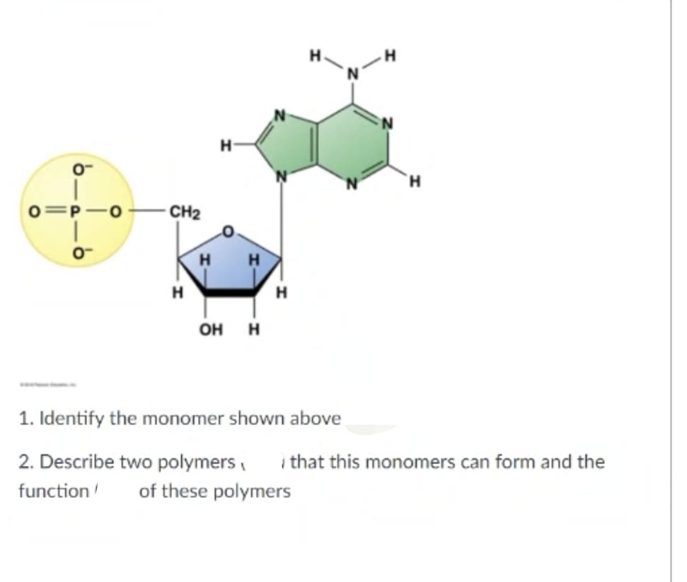 H-
o=P-o
CH2
H H
H
он н
1. Identify the monomer shown above
2. Describe two polymers, i that this monomers can form and the
function
of these polymers
