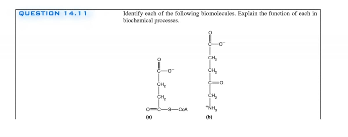 Identify each of the following biomolecules. Explain the function of each in
biochemical processes.
QUESTION 14.11
CH,
CH,
ċ=0
CH2
CH2
CH2
0=ċ-s–CoA
*NH,
(a)
(b)
