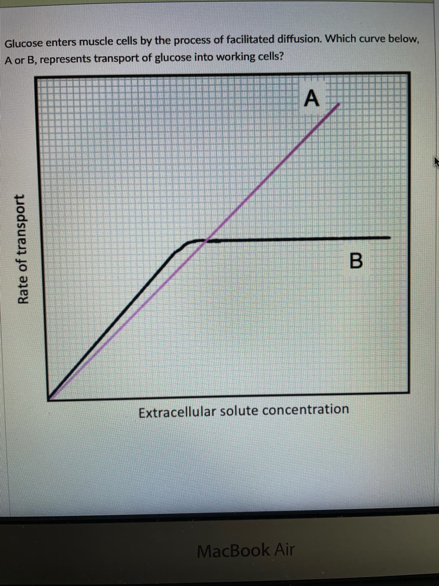 Glucose enters muscle cells by the process of facilitated diffusion. Which curve below.
A or B, represents transport of glucose into working cells?
A
Extracellular solute concentration
MacBook Air
Rate of transport
